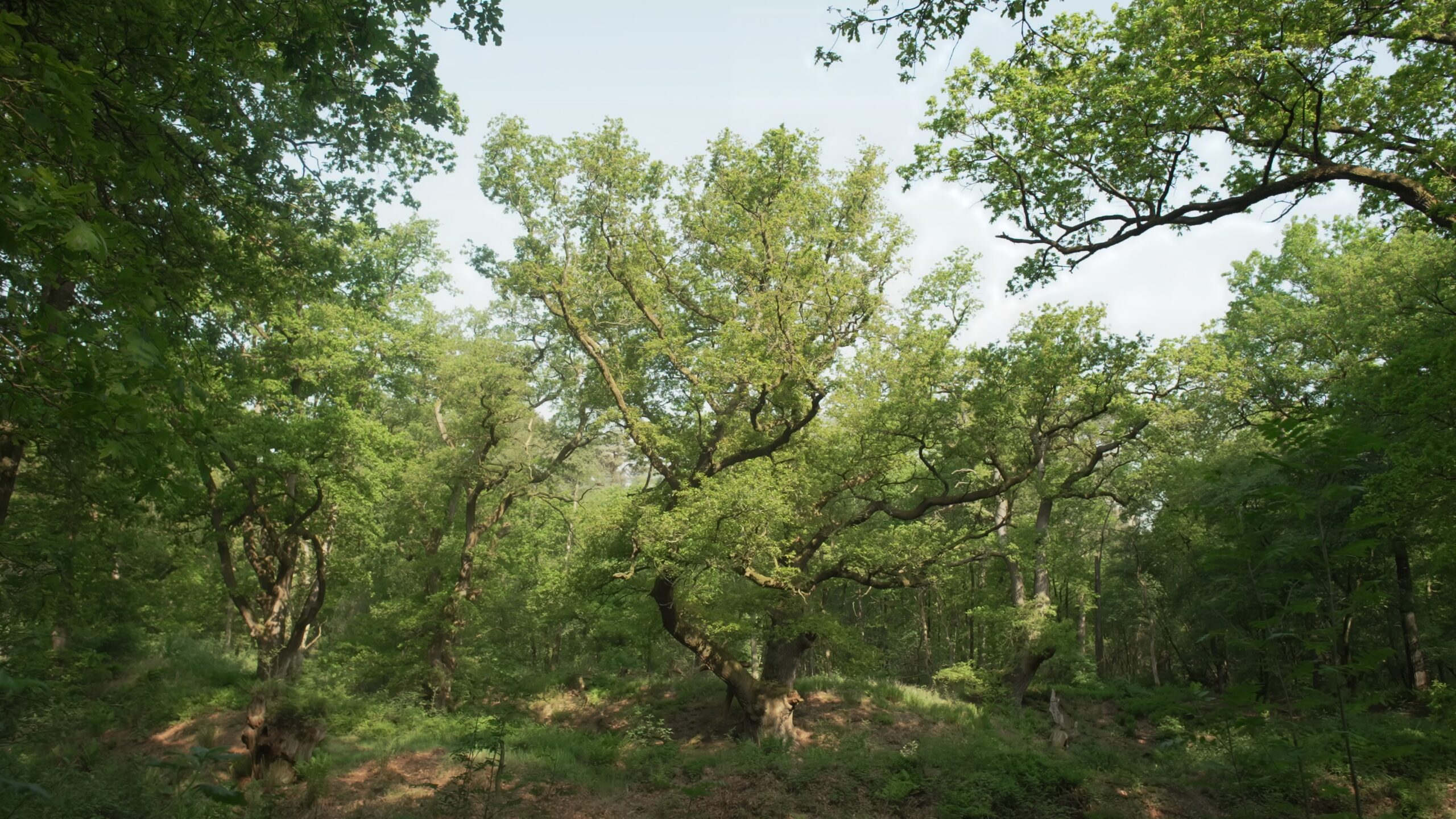 Dichte bosrijke omgeving met hoge, groene bomen en zonlicht dat door het bladerdak schijnt.