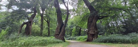 Boslandschap met oude, grillige bomen langs een kronkelend wandelpad.
