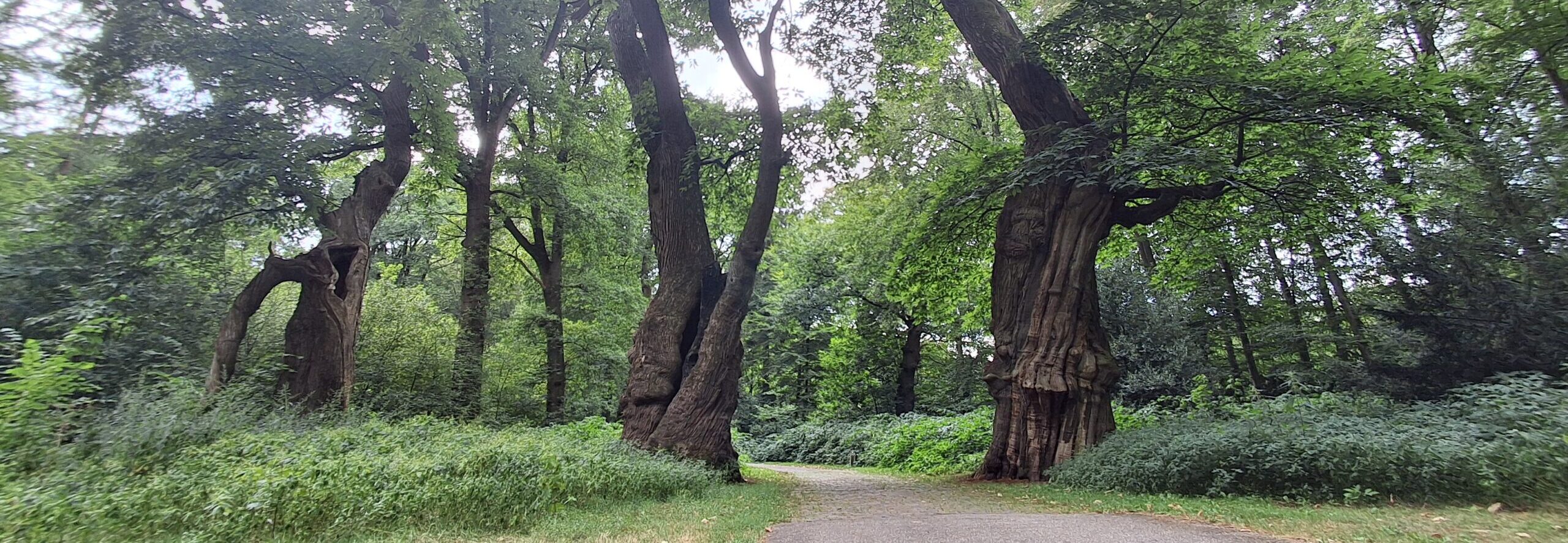 Boslandschap met oude, grillige bomen langs een kronkelend wandelpad.