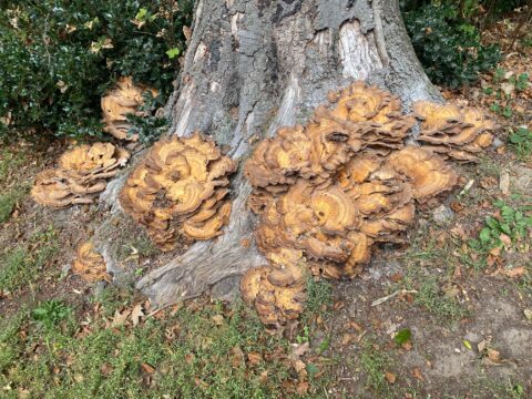 Grote, bruine paddenstoelen groeien aan de voet van een boomstam in een bosrijke omgeving.
