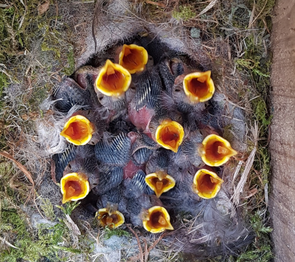 Nestje Nestkast WG