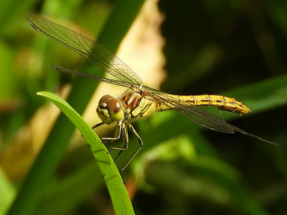 Steenrode Heidelibel