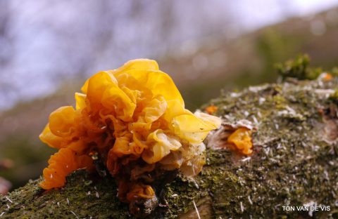 Verslag Paddenstoelenwandelingen Asserbos