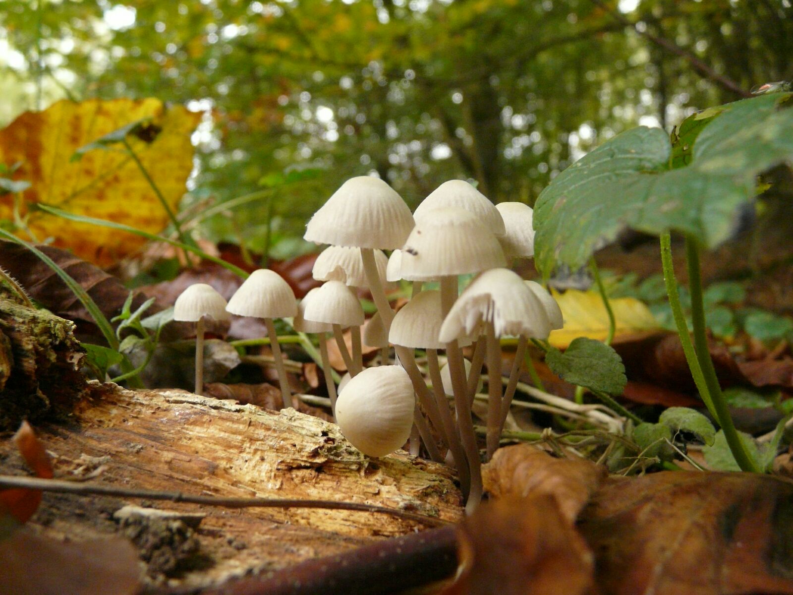 Op zoek naar paddenstoelen in het Asserbos