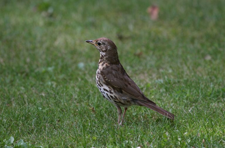 Werkgroep Vogels