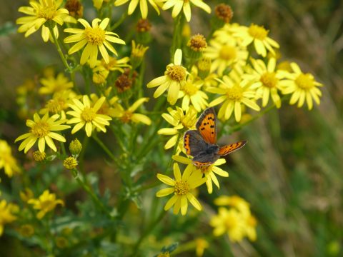 Bloemenweide voor meer biodiversiteit