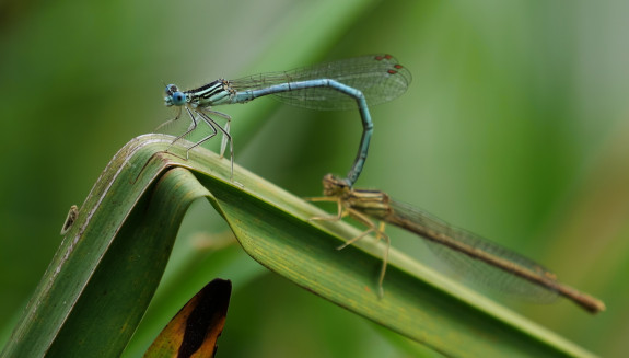 BlauweBreedscheen_Cicade