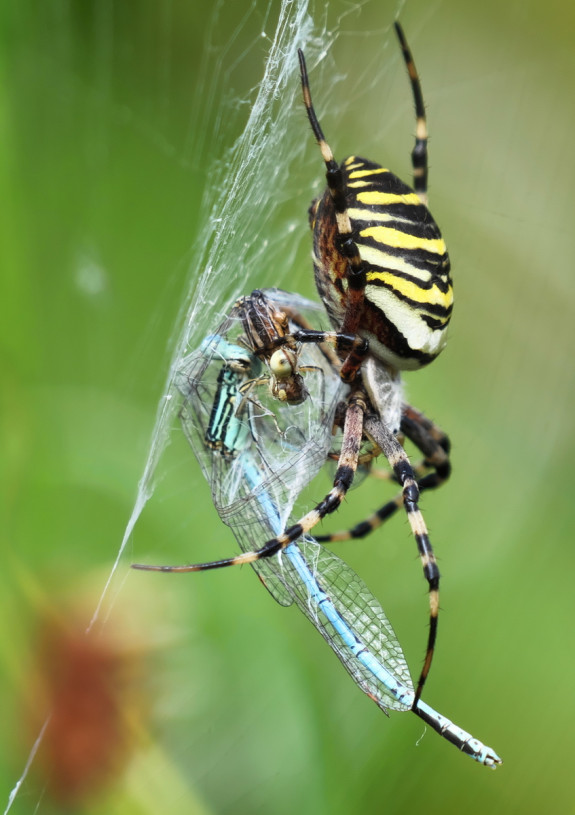 WespspingBlauweBreedscheen