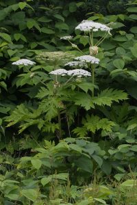 Reuzenberenklauw en Japanse Duizendknoop