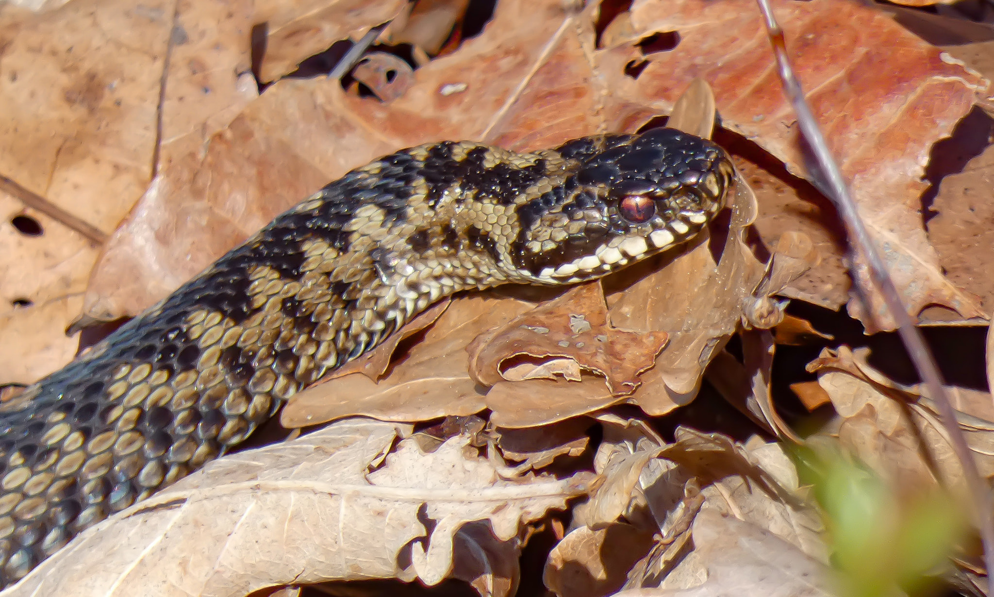 Slang camoufleert tussen bruine herfstbladeren, met schubbenpatroon duidelijk zichtbaar.