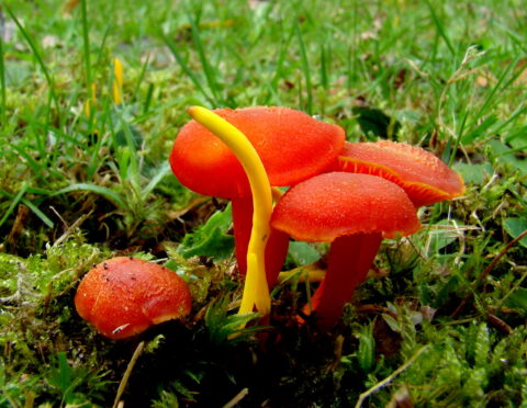 Vuurzwammetje met gele knotszwam