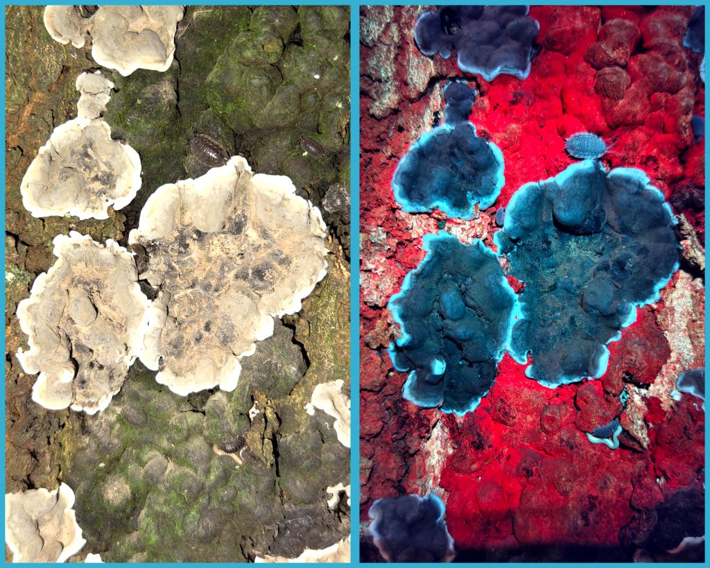 Grijze buisjeszwam op algen (uvivf)