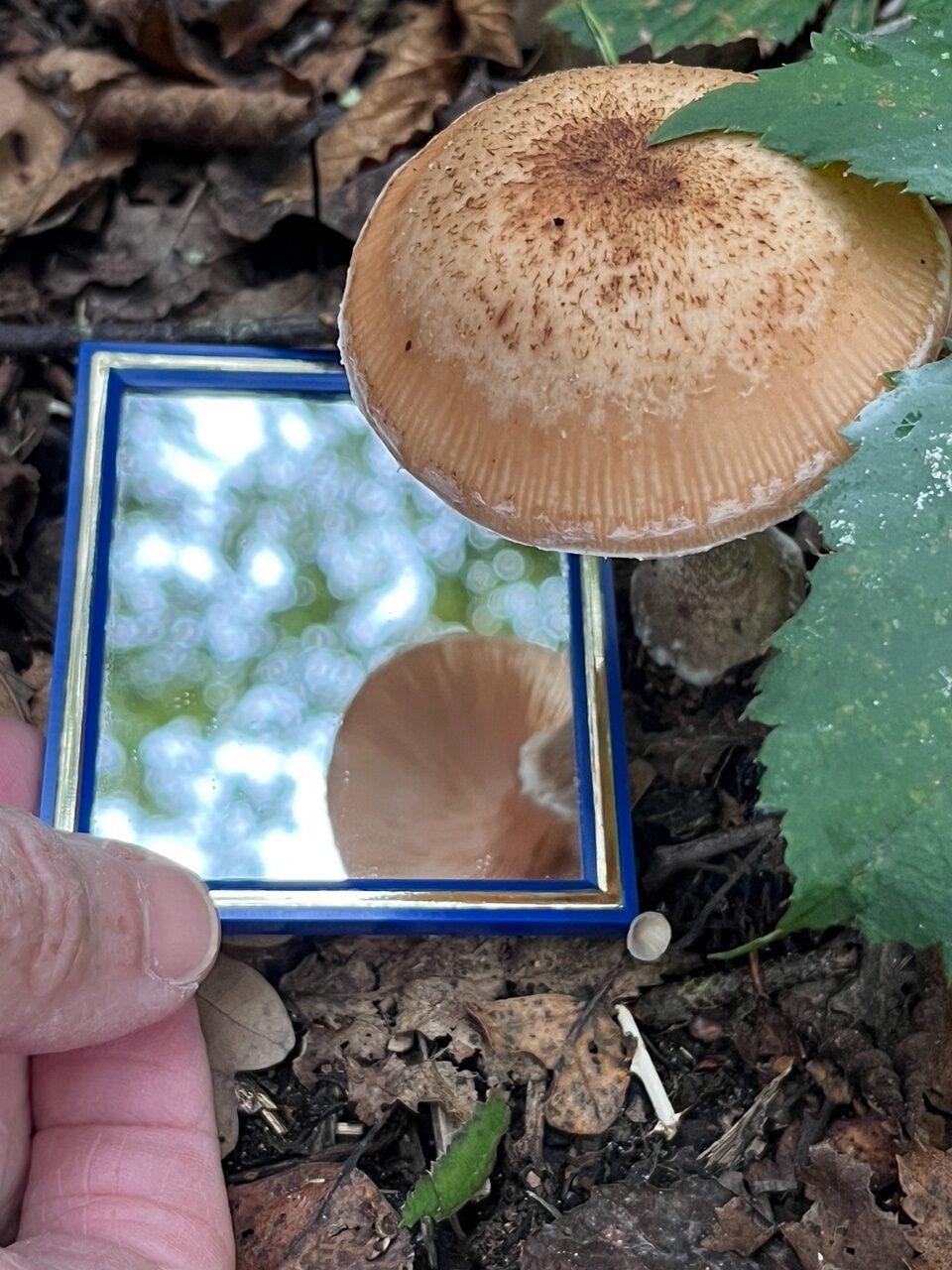 kijken met spiegeltje