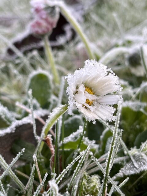 Madeliefje bedekt met rijp in een bevroren grasveld.