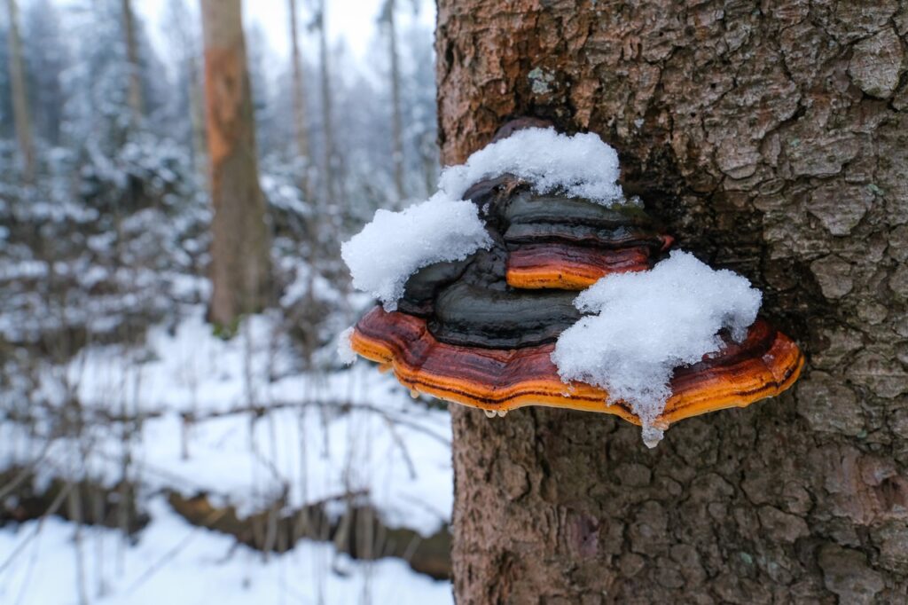 Roodgerande houtzwam (foto: Jeroen Onrust)