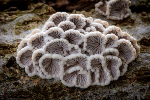 Fuzzy, waaiervormige paddenstoelen groeien op een stuk boomschors.