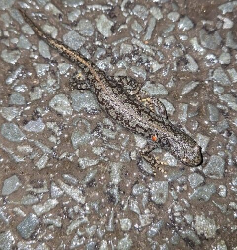 Een kleine hagedis met een gevlekt patroon op een natte, stenen ondergrond.