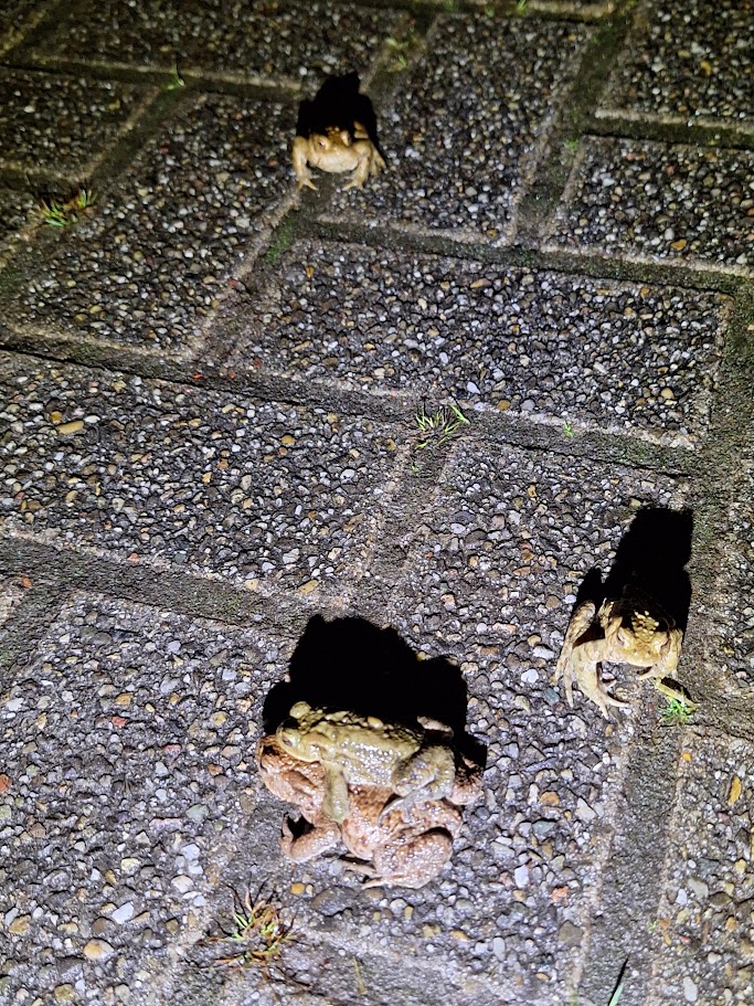 Drie padden op een grindpad, verlicht in de nacht; twee apart en één op de rug van een ander.