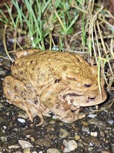 Gewone pad man en vrouw (foto: Johan Scheeres)