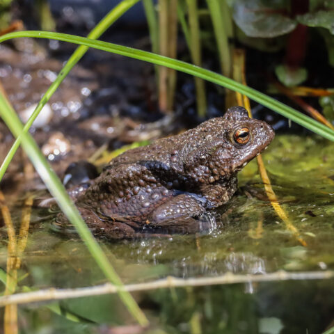 Een bruine pad zit in ondiep water omgeven door gras en bladeren.