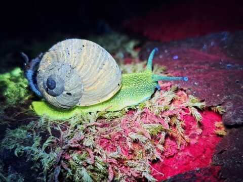 Fluorescentieslak (foto: Jeroen Onrust)