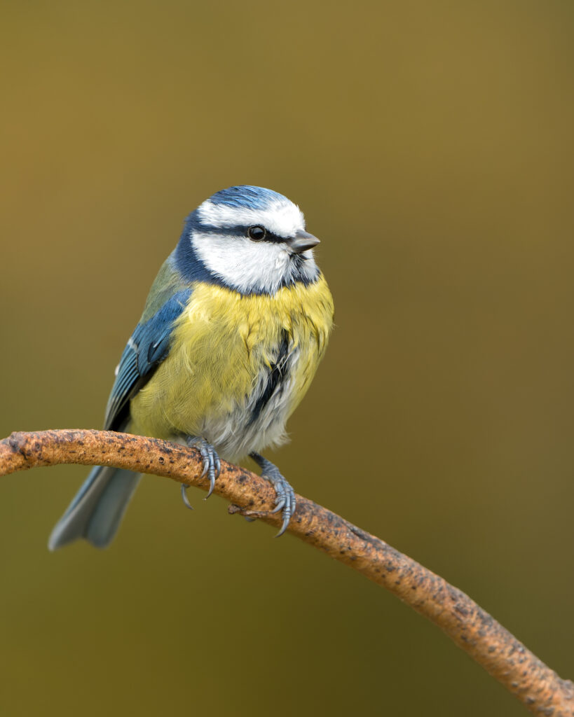 Pimpelmees (foto: Dennis Meijer)