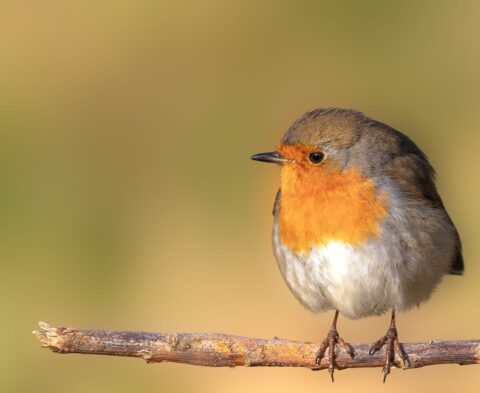 Roodborst (foto: Dennis Meijer)