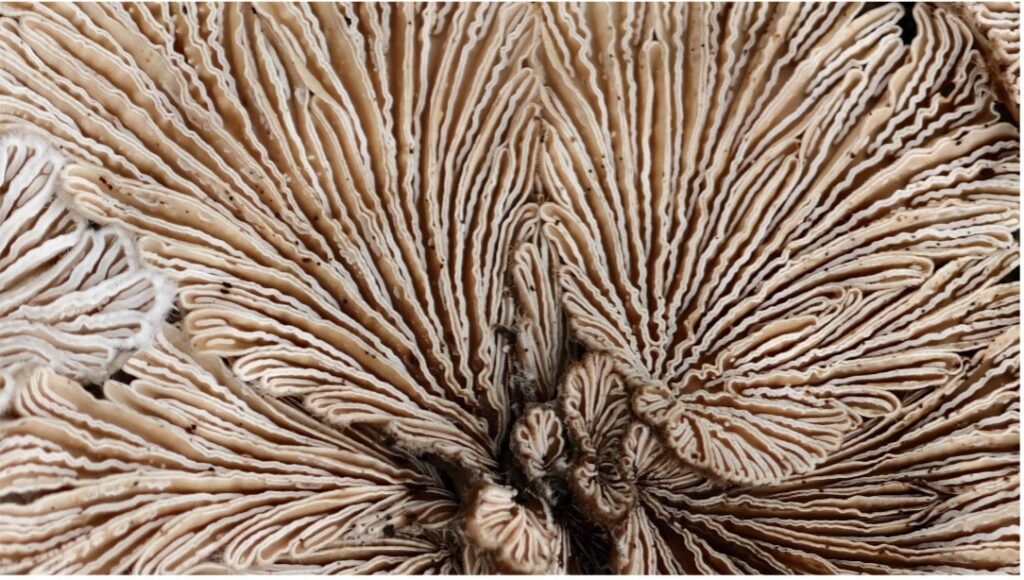 Close-up van de lamellen van een paddestoel, met complexe, gevouwen patronen.