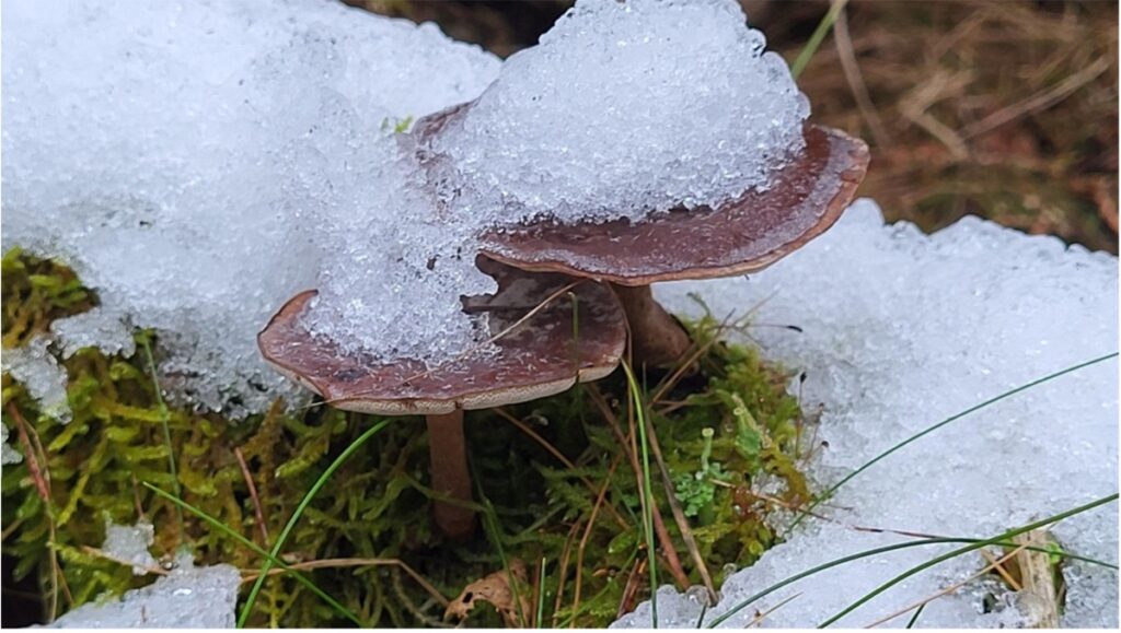 Winterhoutzwam (foto: Ria Ippen)