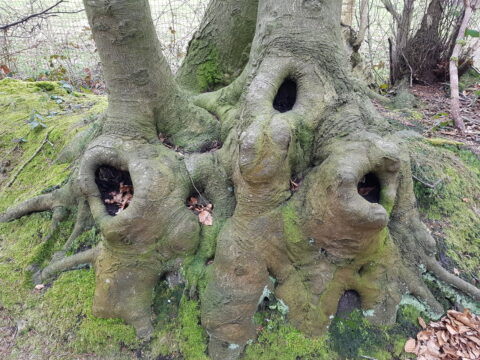 Boomwortel met mos en holtes, omringd door bladeren in een bosachtige omgeving.