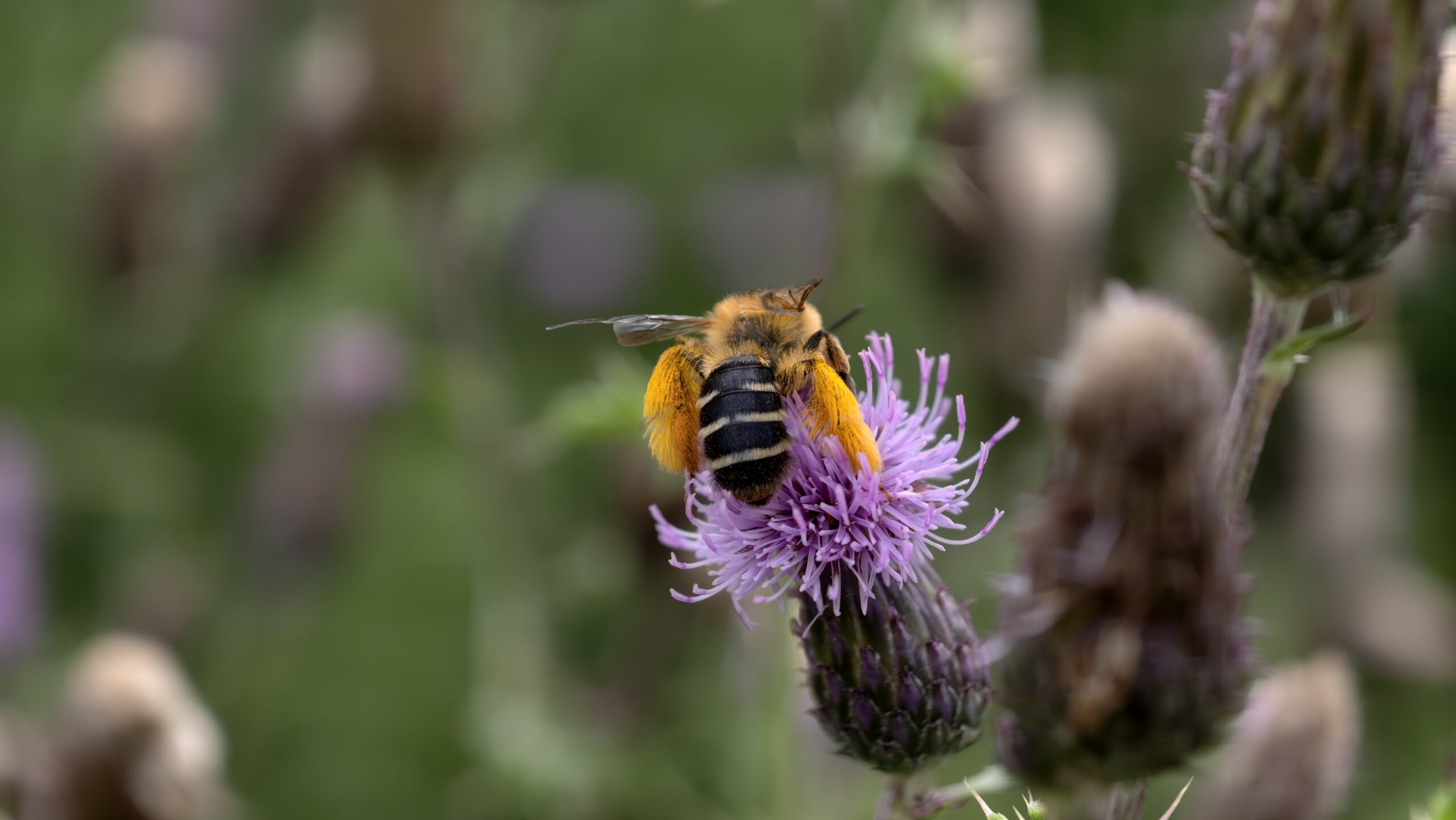 Bij op een paarse bloem met groene onscherpe achtergrond.
