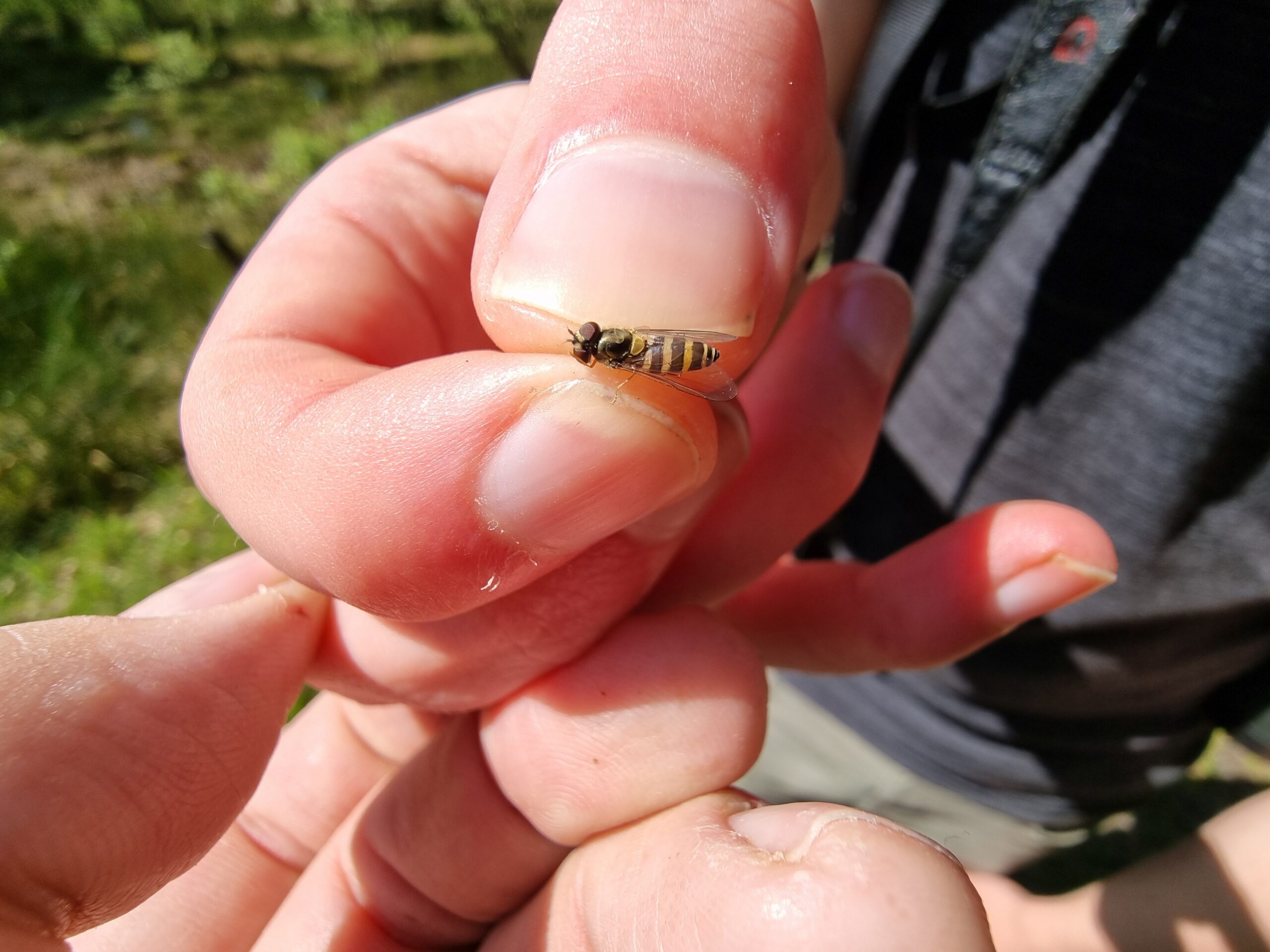 Natuurliefhebber houdt een wespe vast tussen duim en wijsvinger, achtergrond van gras.