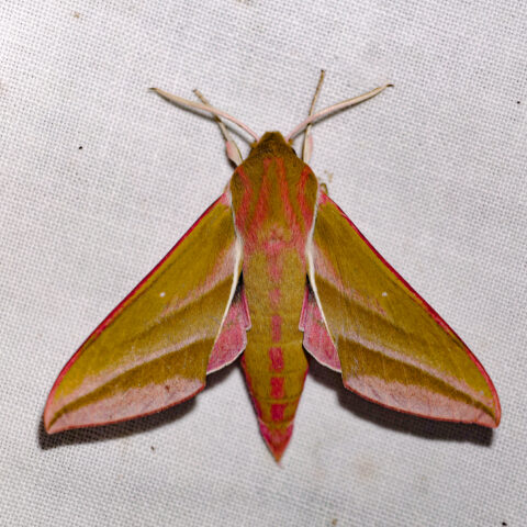 Close-up van een kleurrijke vlinder met roze en groenige vleugels op een witte achtergrond.