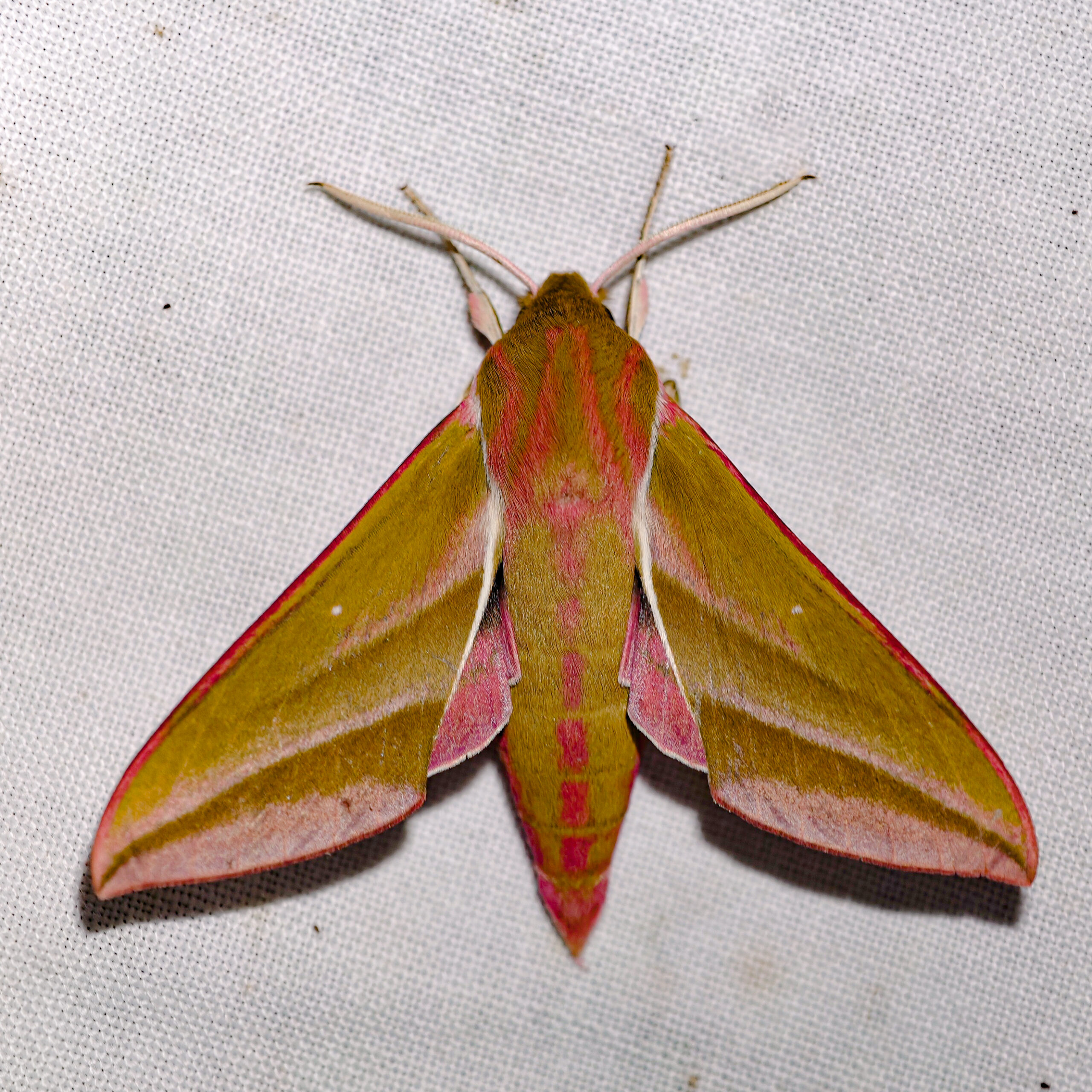 Close-up van een kleurrijke vlinder met roze en groenige vleugels op een witte achtergrond.