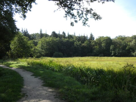 Het Asserbos (foto: Frank Huisman)