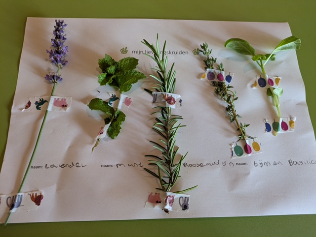 Vier kruiden op papier: lavendel, munt, rozemarijn, tijm en basilicum, met labels erboven.