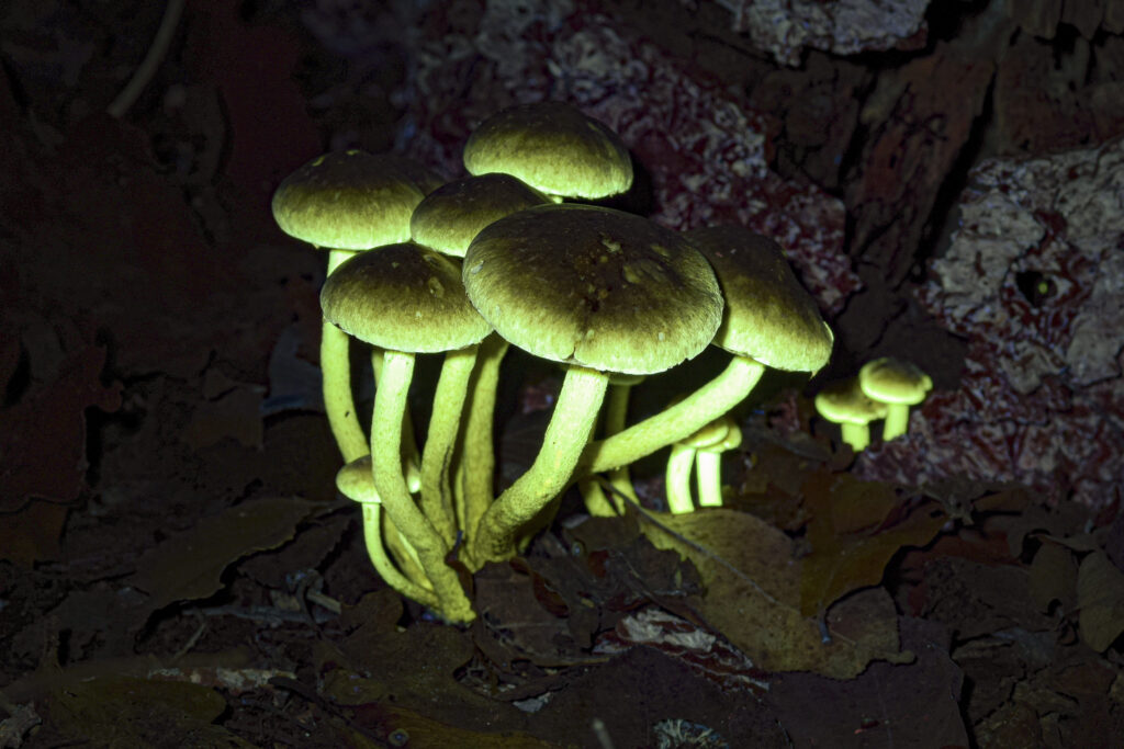 De gewone zwavelkop reageert sterk op UV-licht (foto: Frank Huisman)