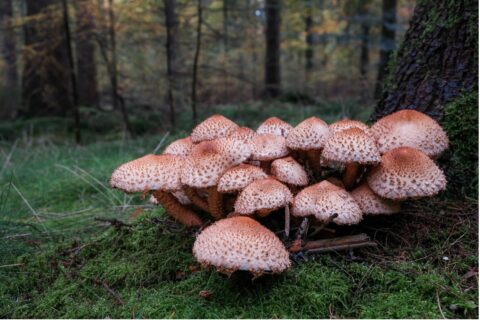 Paddenstoelen (foto: Jeroen Onrust)
