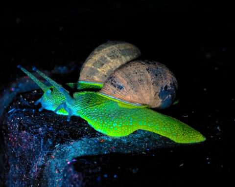 Segrijnslakken lichten felgroen op onder UV-licht (foto: Frank Huisman)