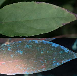 Fluorescentie blad bruidsbloem (foto: Frank Huisman)