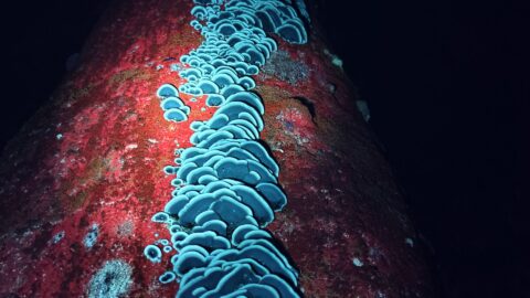 Fluorescerende grijze buisjeszwam en mos op een oude beuk (foto: Frank Huisman)