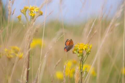 Kleine vuurvlinder (foto: Jeroen Onrust)