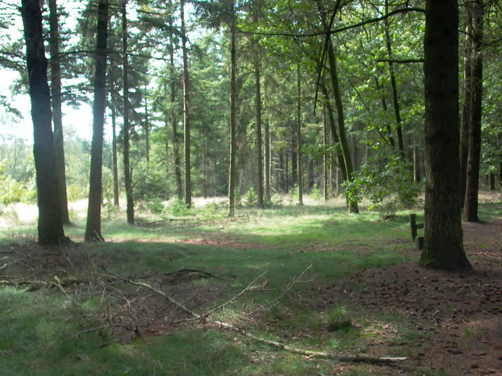 Dennendijkse bossen