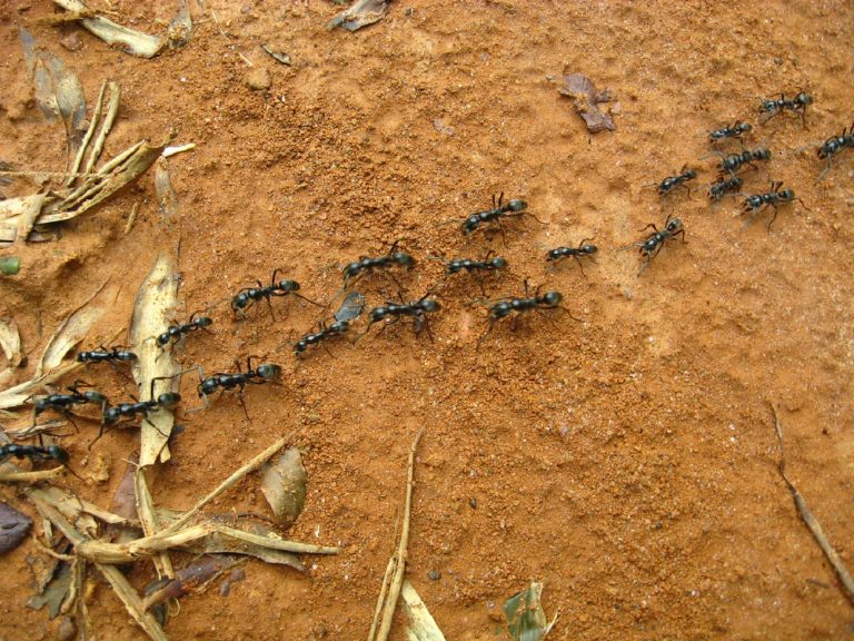 Mierenwerkgroep