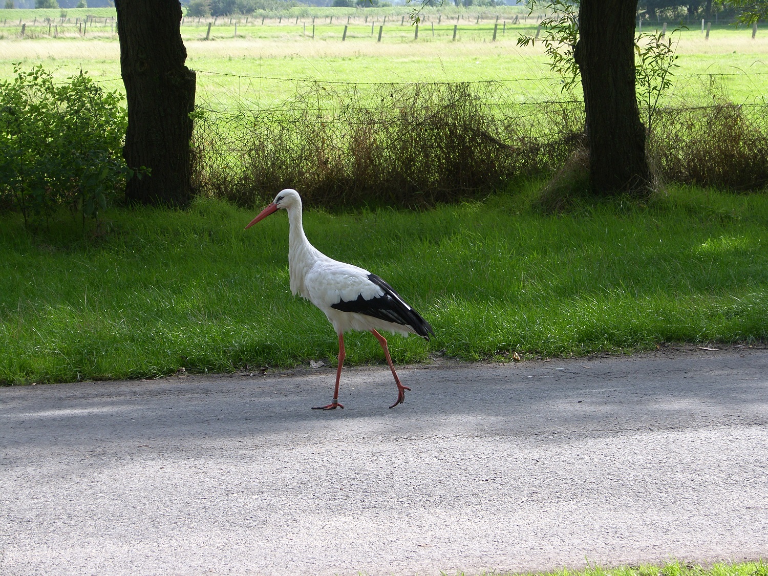Ooievaar
