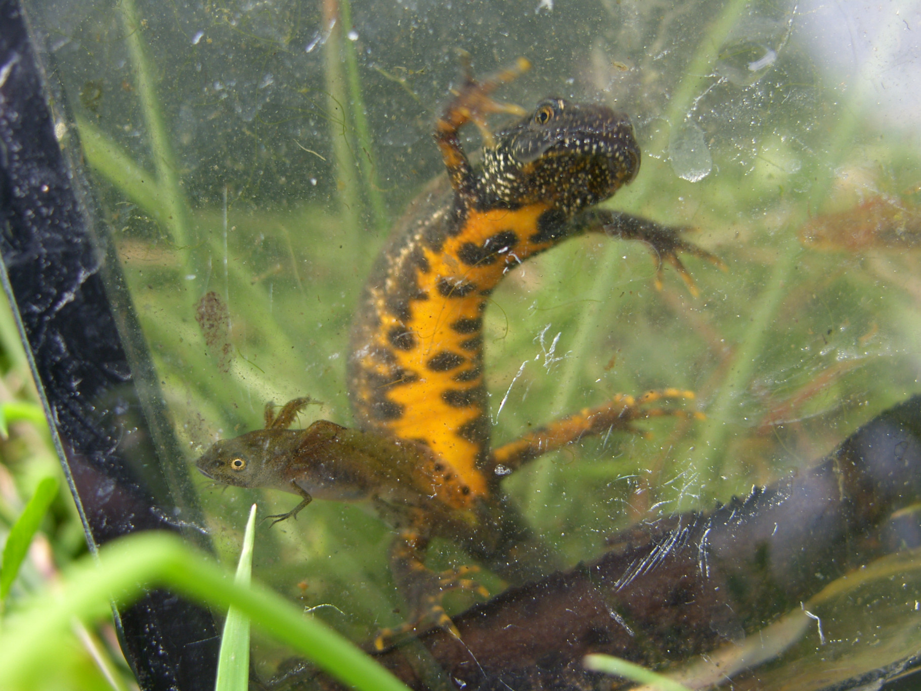 Kamsalamander