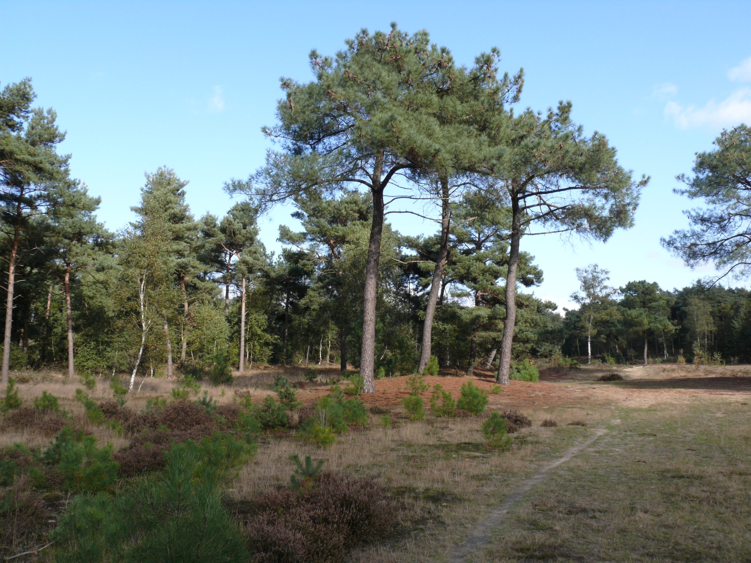 Oostappense bossen