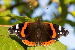 Atalanta - bron: Shutterstock