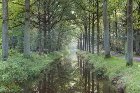 Bosrijk pad langs smalle beek met hoge bomen en weerspiegeling in het water.