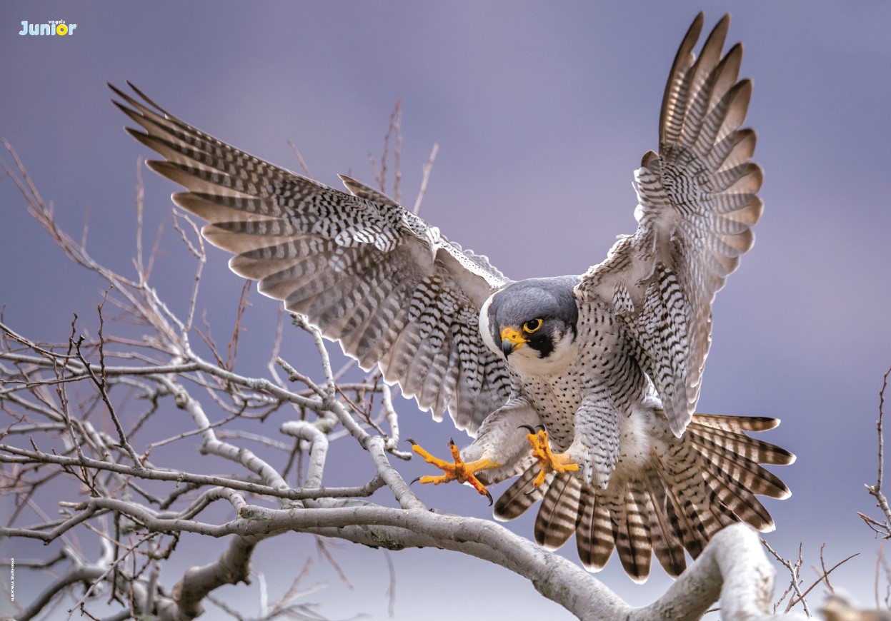 Roofvogelposter